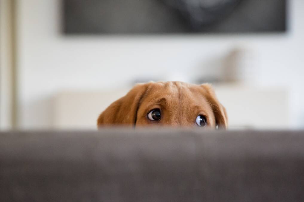 A puppy's expression can melt your heart, just before you see the state of the couch. Picture Shutterstock 
